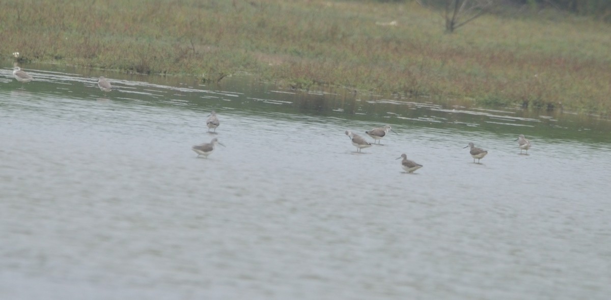 Common Greenshank - Karthikeyan G B