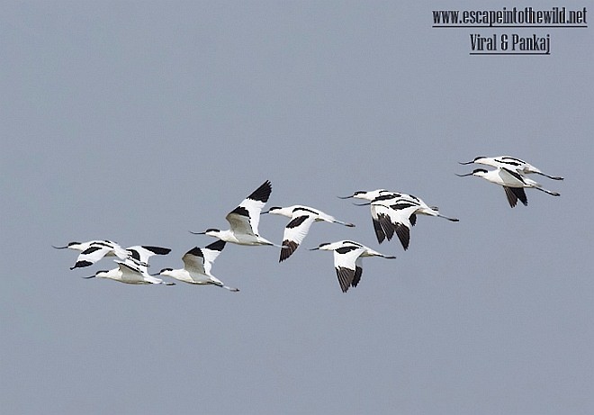 Pied Avocet - ML378350551