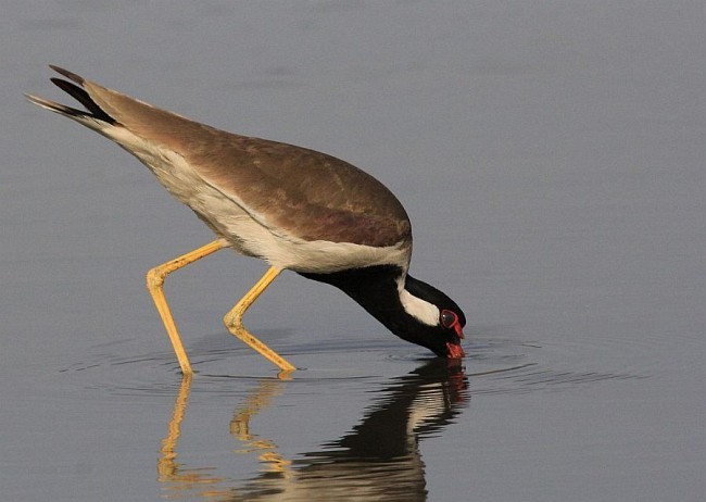 Red-wattled Lapwing - ML378351381