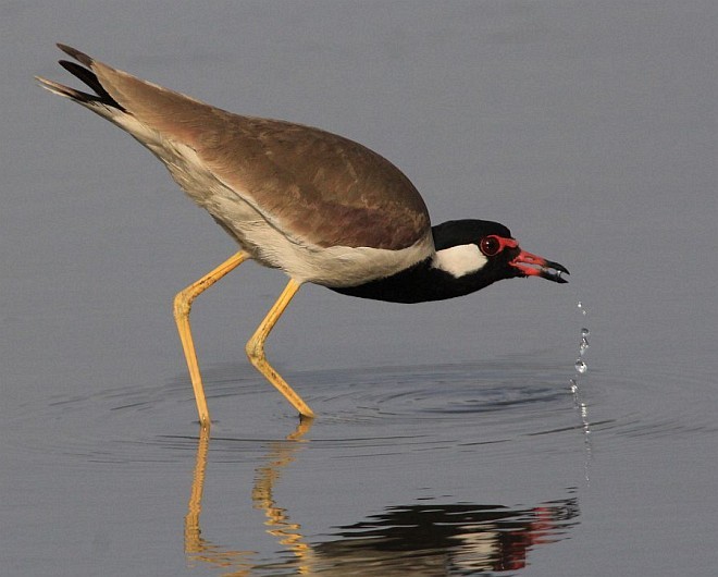 Red-wattled Lapwing - ML378351391