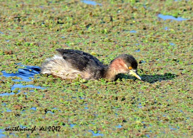 Little Grebe - ML378351661