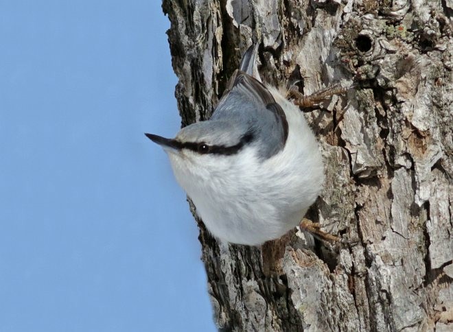 Eurasian Nuthatch (White-bellied) - David Fisher