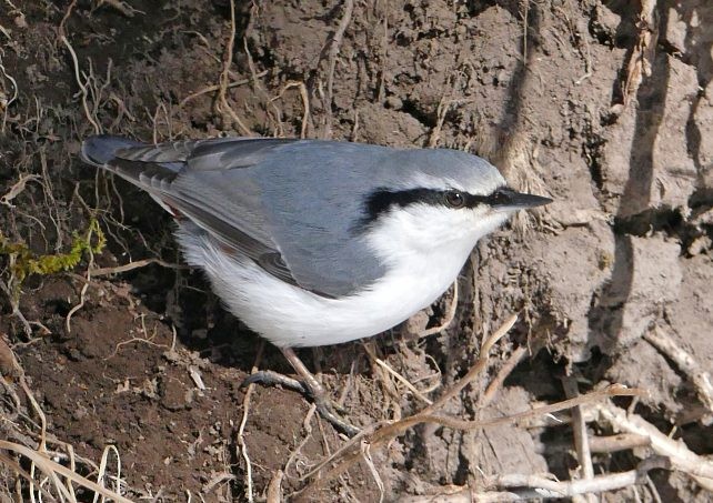 Eurasian Nuthatch (White-bellied) - David Fisher