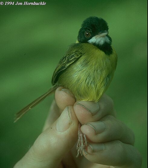 Yellow-breasted Tailorbird - Jon Hornbuckle