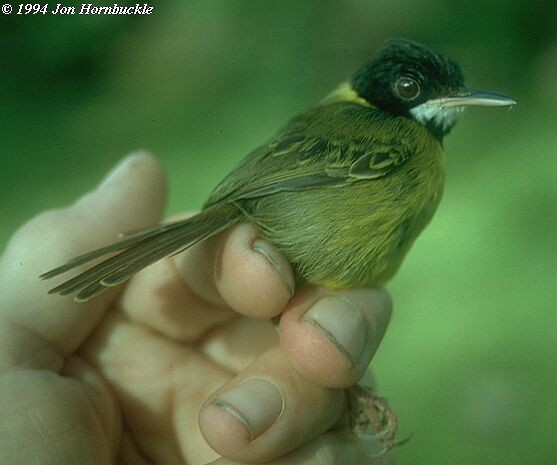 Yellow-breasted Tailorbird - Jon Hornbuckle