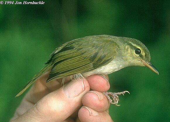 Lemon-throated Leaf Warbler - ML378352501