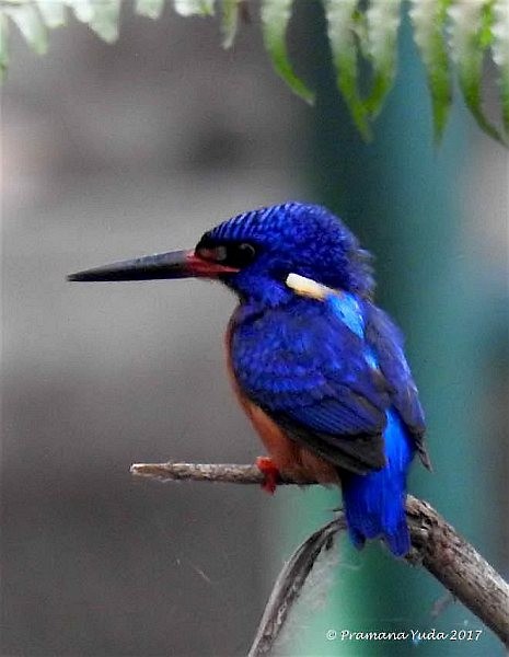 Blue-eared Kingfisher - ML378352991