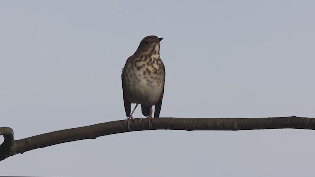 Hermit Thrush - ML378353871