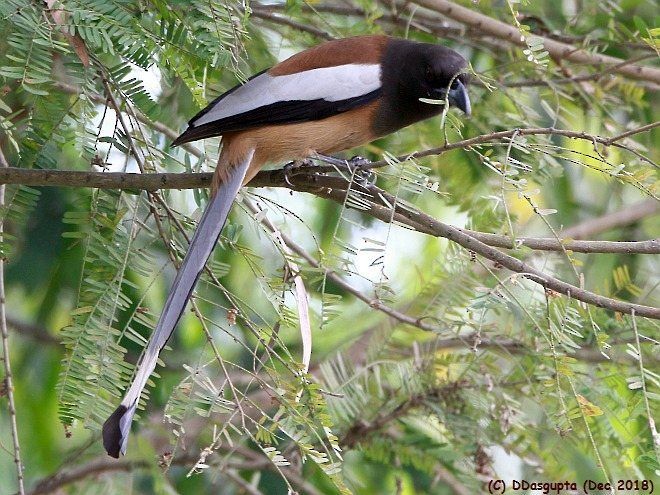 Rufous Treepie - ML378354321