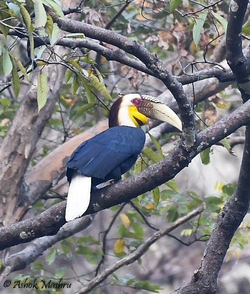 Wreathed Hornbill - ML378354611