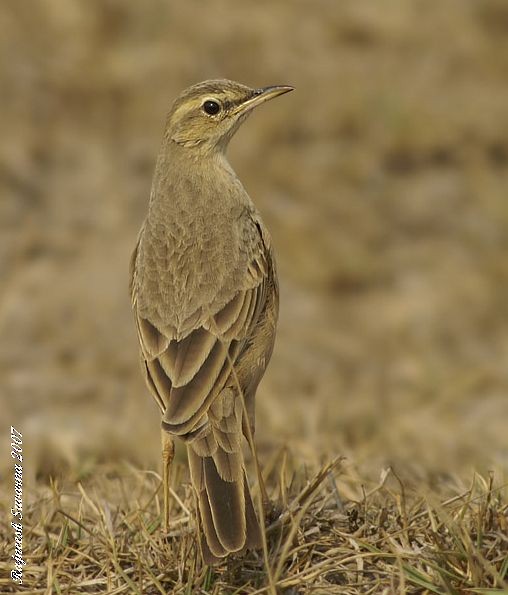 Long-billed Pipit (Persian) - ML378354731