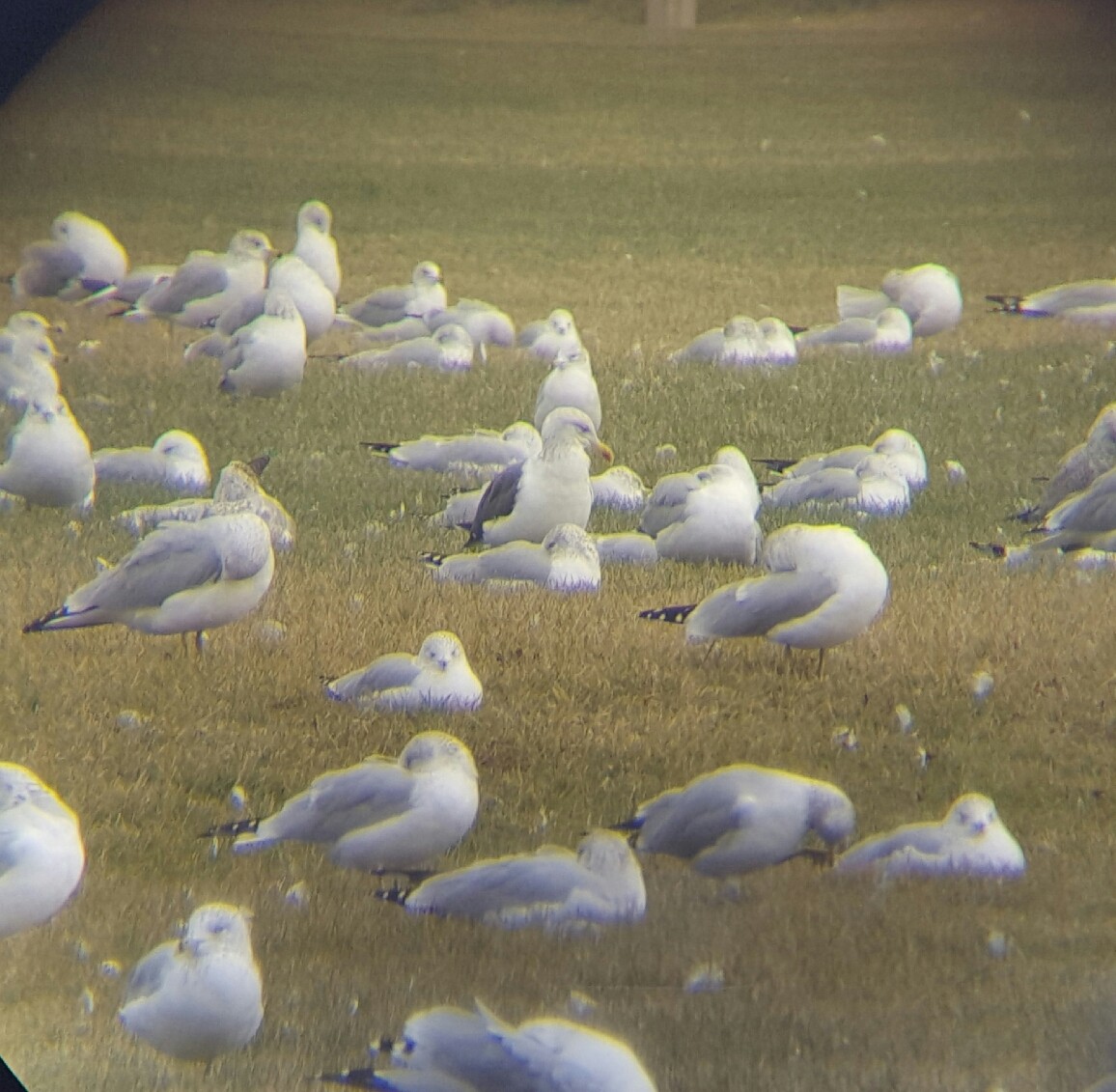 Gaviota Sombría - ML37835571