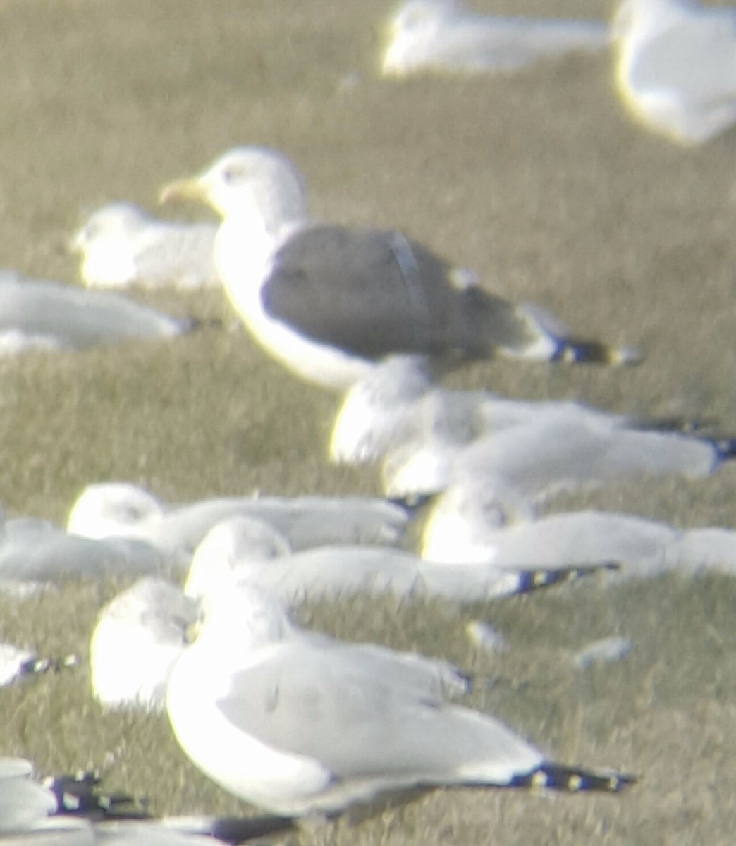 Lesser Black-backed Gull - ML37835581