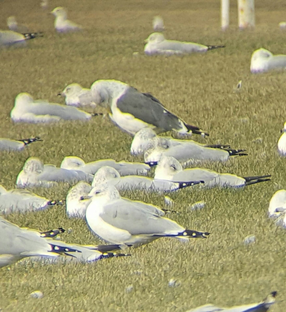 Gaviota Sombría - ML37835591