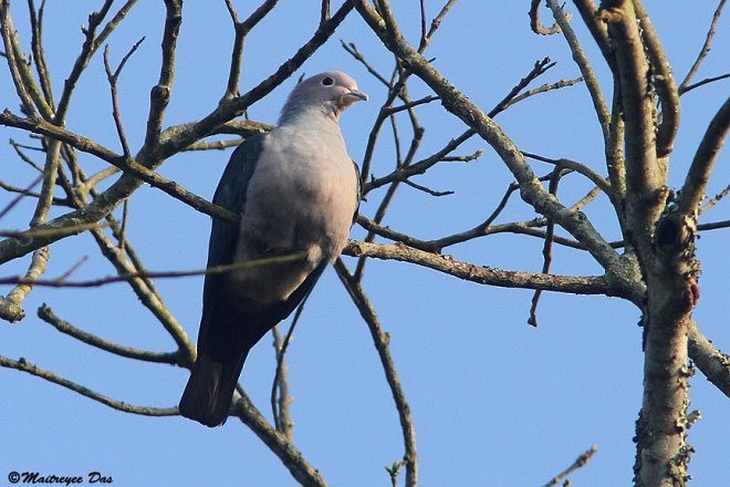 Green Imperial-Pigeon (Green) - ML378356261