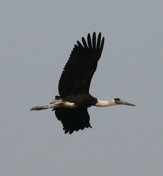 Asian Woolly-necked Stork - ML378356321