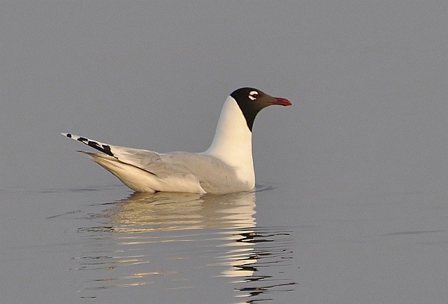 Relict Gull - Jon Hornbuckle