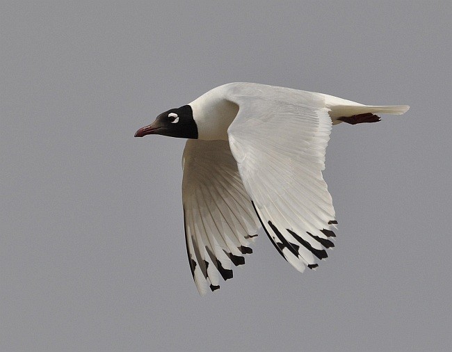 Mouette relique - ML378356521