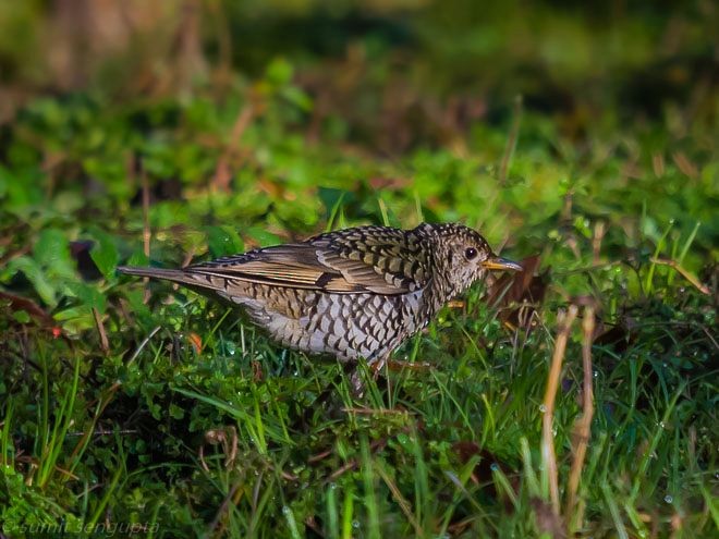 Scaly Thrush - ML378358841