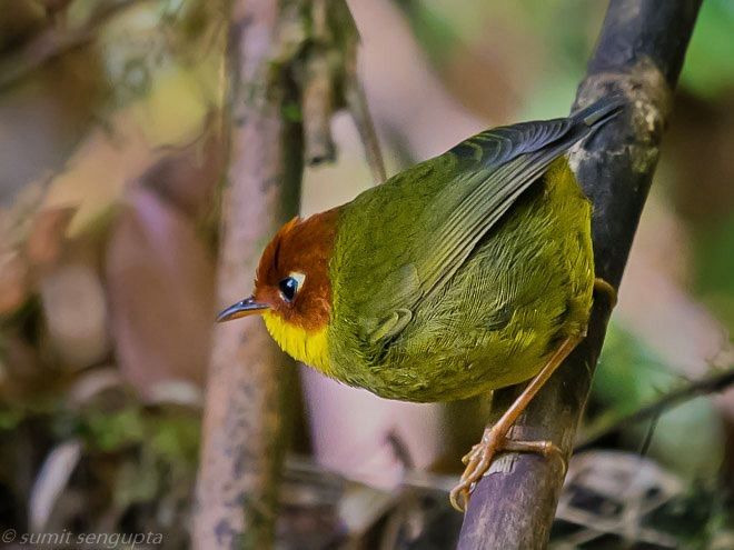 Chestnut-headed Tesia - Sumit  Sengupta