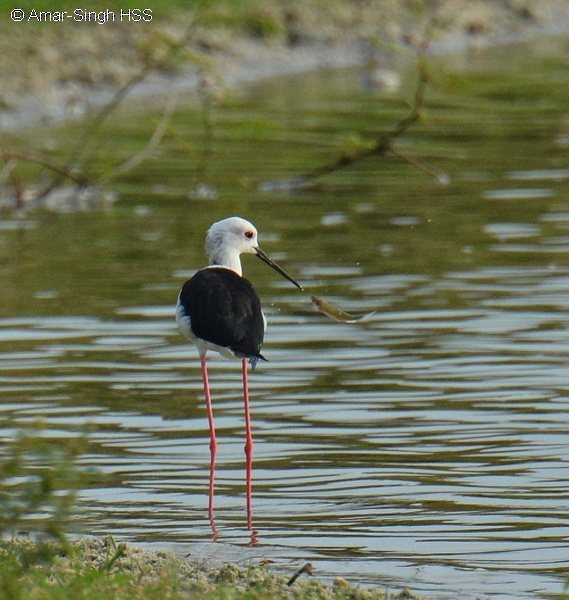 Black-winged Stilt - ML378359101