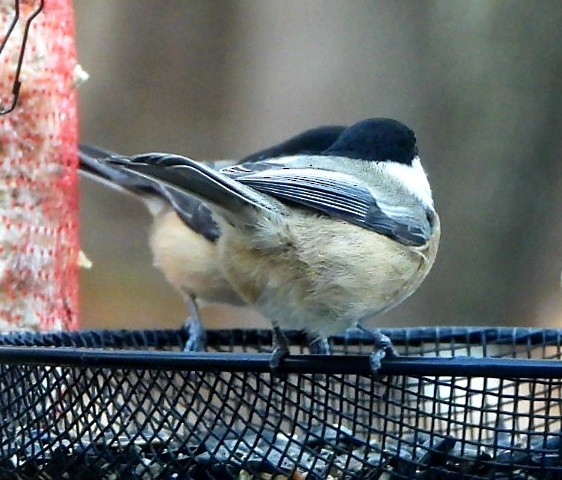 Black-capped Chickadee - ML378359581