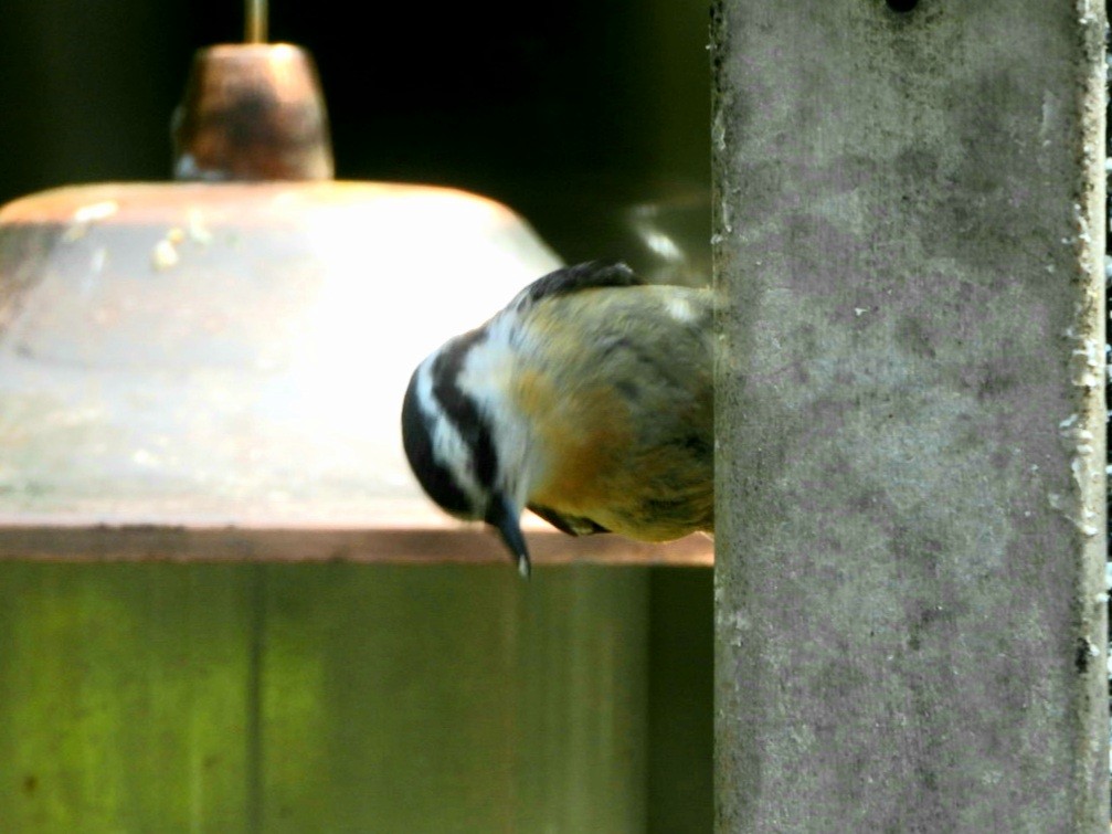 Red-breasted Nuthatch - ML378359761