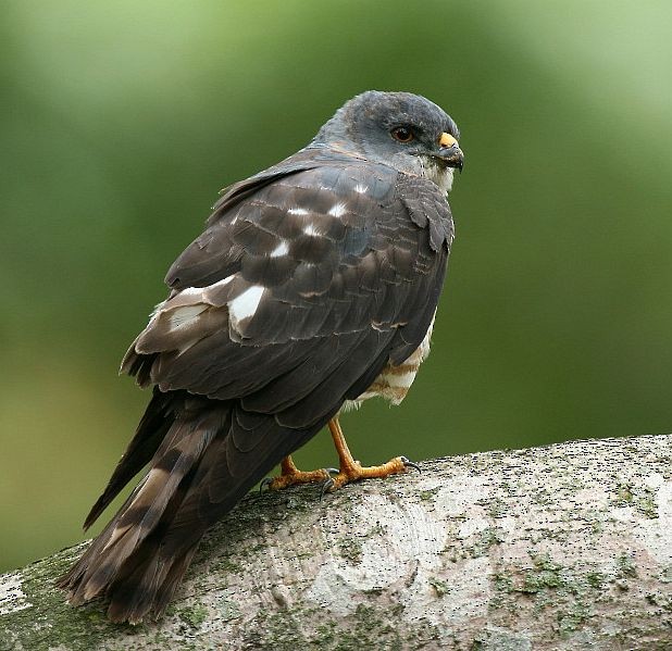 Chinese Sparrowhawk - ML378360031