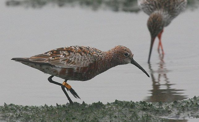 Curlew Sandpiper - ML378360041
