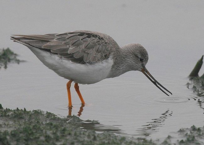 Terek Sandpiper - Eling Lee