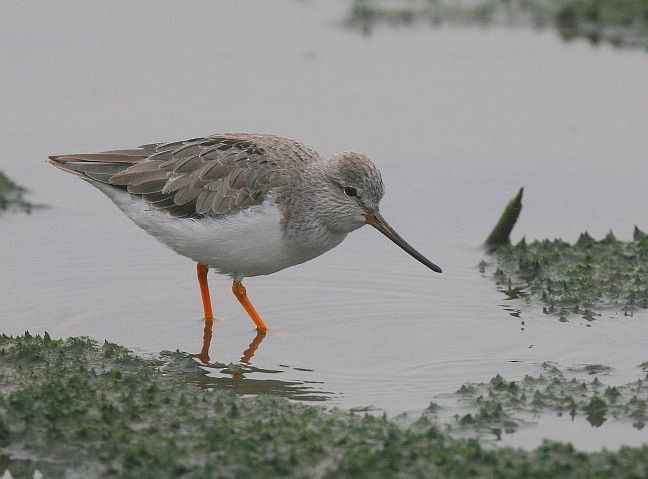 Terek Sandpiper - ML378360071
