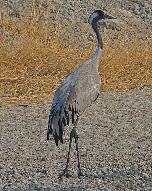 Common Crane - ML378360111