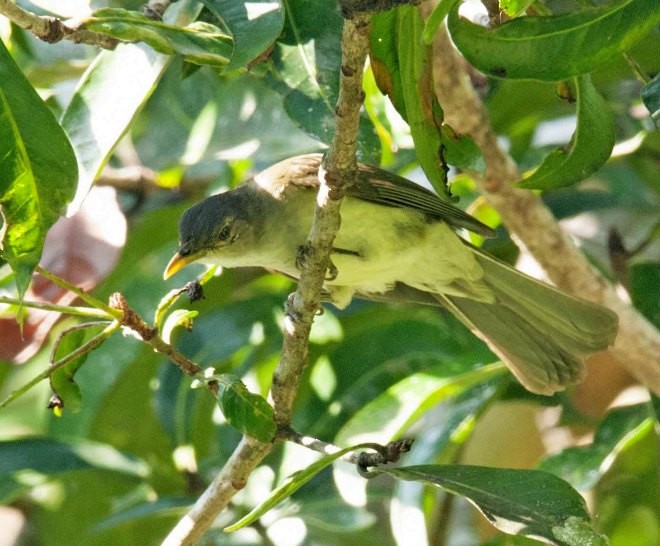 Bulbul de Nicobar - ML378360151