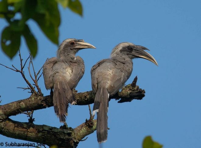 Indian Gray Hornbill - ML378360951