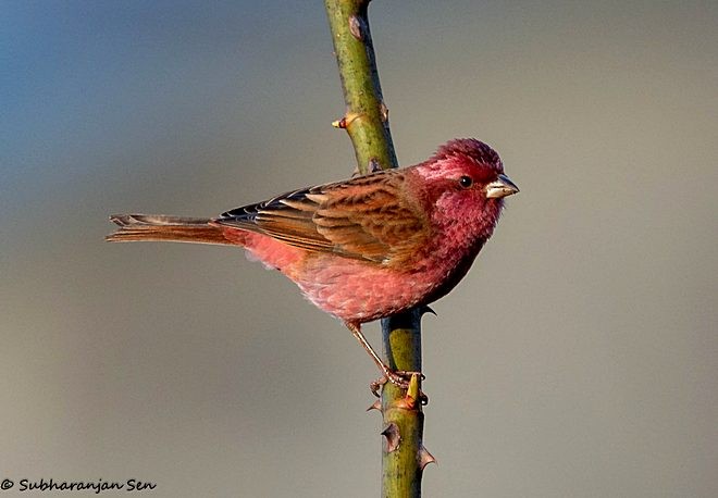 Pink-browed Rosefinch - ML378360981