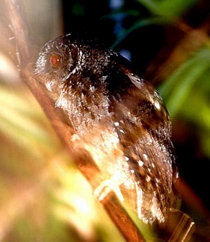 Palawan Scops-Owl - ML378361121