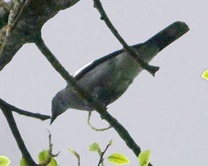 White-winged Cuckooshrike - Don Roberson