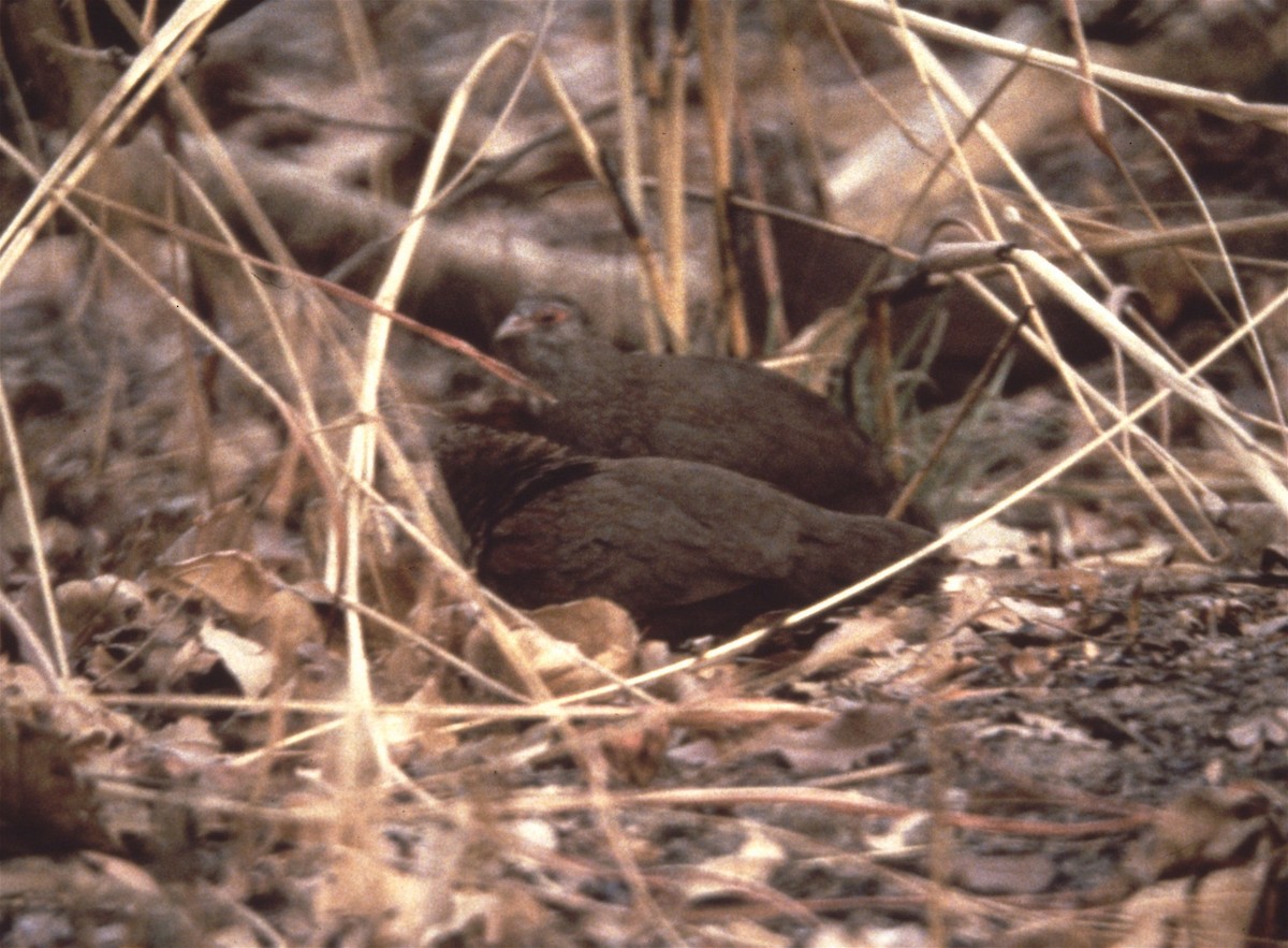 Stone Partridge - Karl Overman