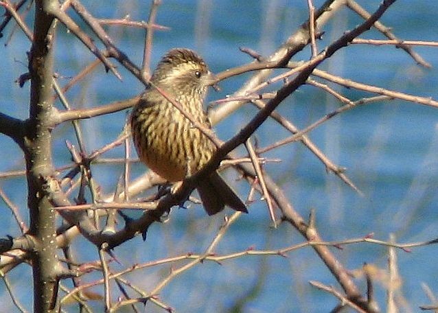 Sharpe's Rosefinch - ML378361841