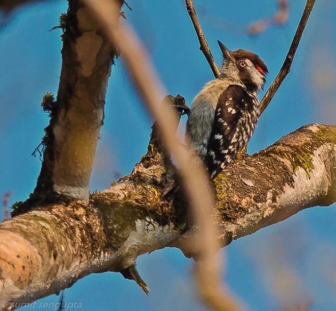 Brown-capped Pygmy Woodpecker - ML378362241