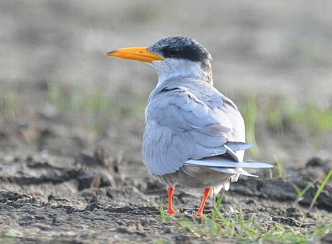 River Tern - ML378363961