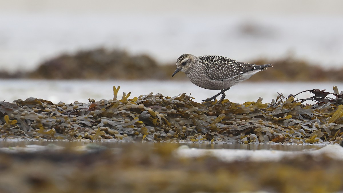 American Golden-Plover - ML378364421