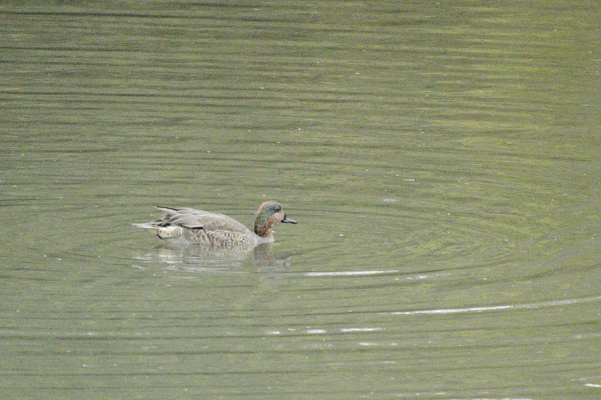 Green-winged Teal - ML378364821