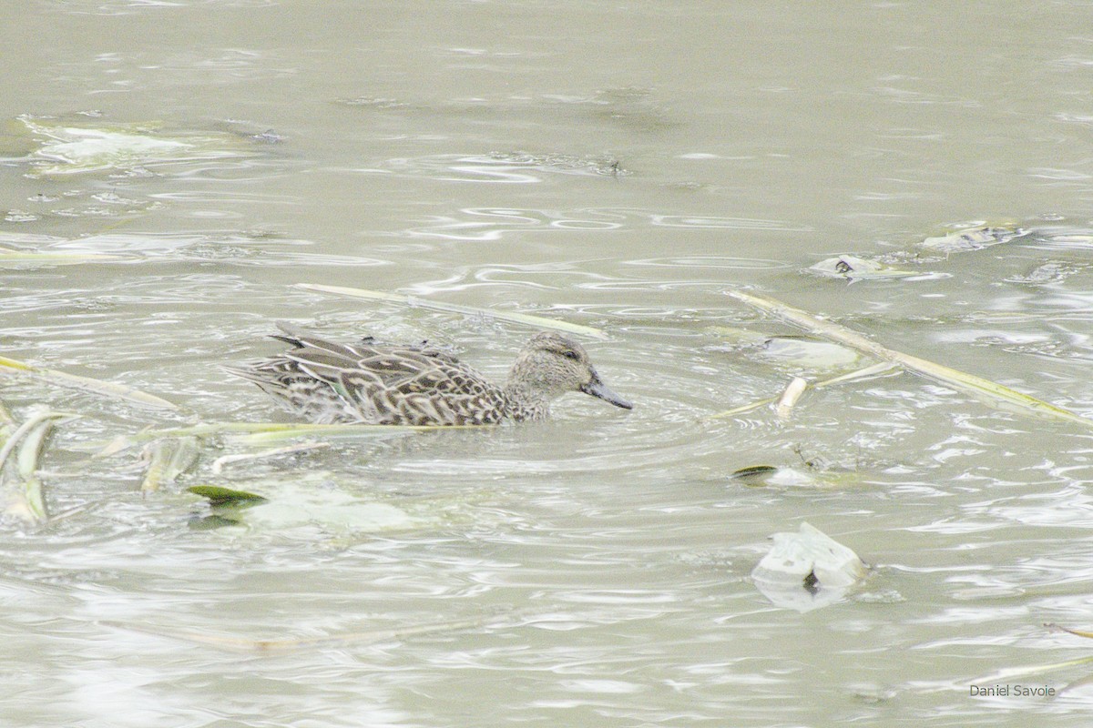 Green-winged Teal - ML378364831