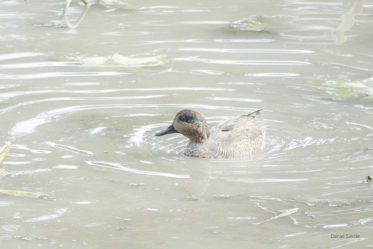 Green-winged Teal - ML378364881