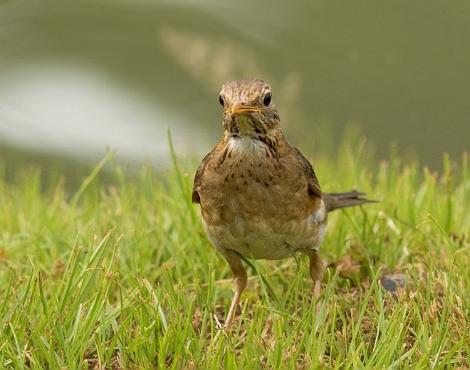 Tickell's Thrush - ML378364961