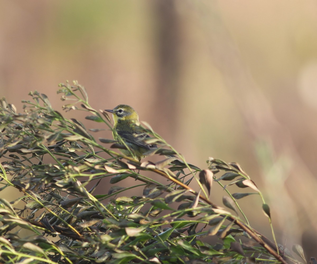 Prairie Warbler - Desiree corneille