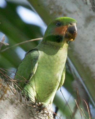 Нитехвостый кольчатый попугай (longicauda/defontainei) - ML378366301