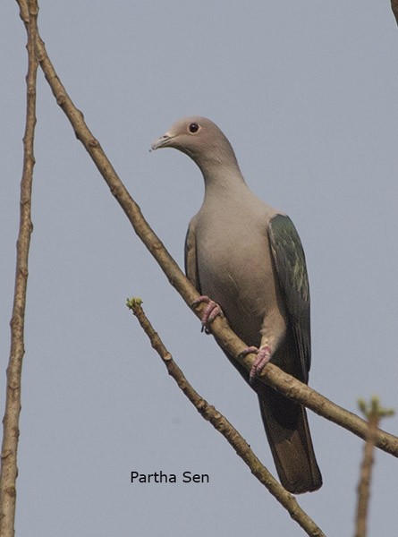 Green Imperial-Pigeon (Green) - ML378366821