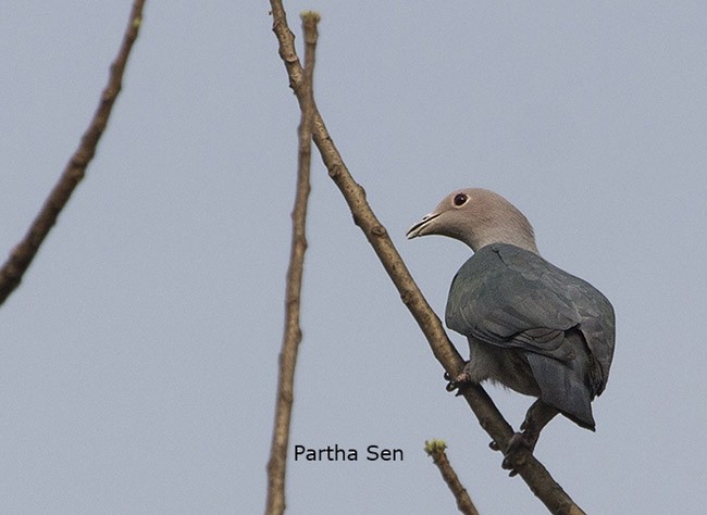 Green Imperial-Pigeon (Green) - ML378366861